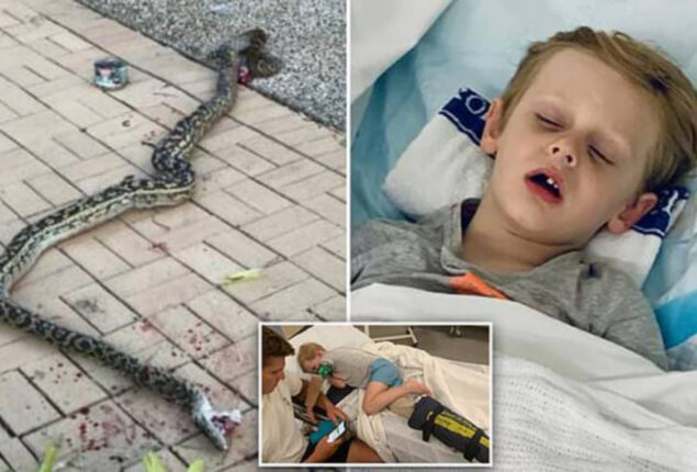 Python bites and drags five-year-old into pool in Australia