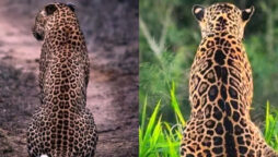 two Leopard