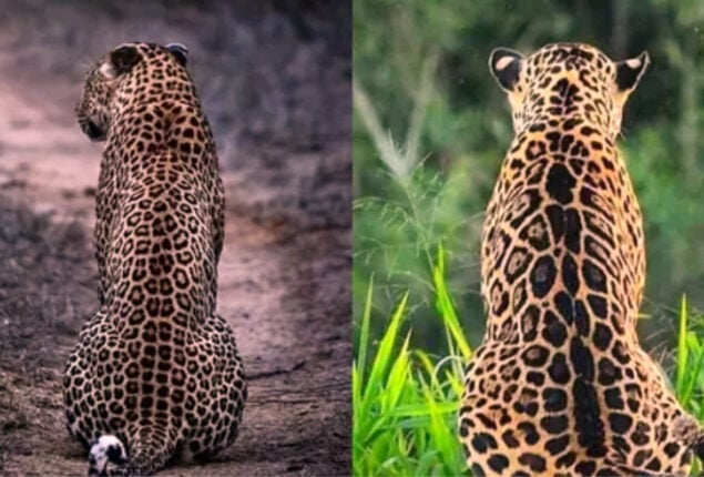 Read and Answer: Do you think you can name these two Leopard?