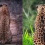Read and Answer: Do you think you can name these two Leopard?