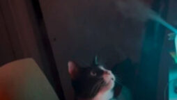 Watch viral: Cat amused by steam from humidifier
