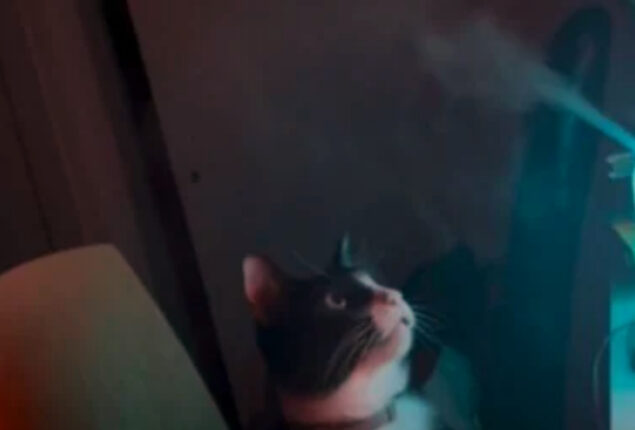 Watch viral: Cat amused by steam from humidifier
