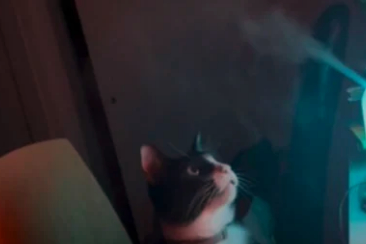 Cat steam humidifier