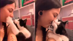 Cat kisses pet mother cheek