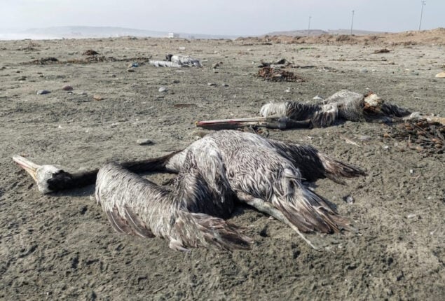 Bird flu outbreak in Peru kills thousands of pelicans