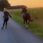 Woman speed skating with her horse and her dog: Viral Video