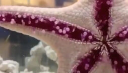 Starfish crawling over glass is bizarre but beautiful