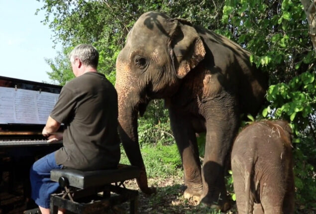 Man plays piano for elephant mom and baby. Video of animal react
