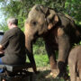 Man plays piano for elephant mom and baby. Video of animal react