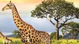 Giraffes are adorable, but can you spot the hidden parrot?