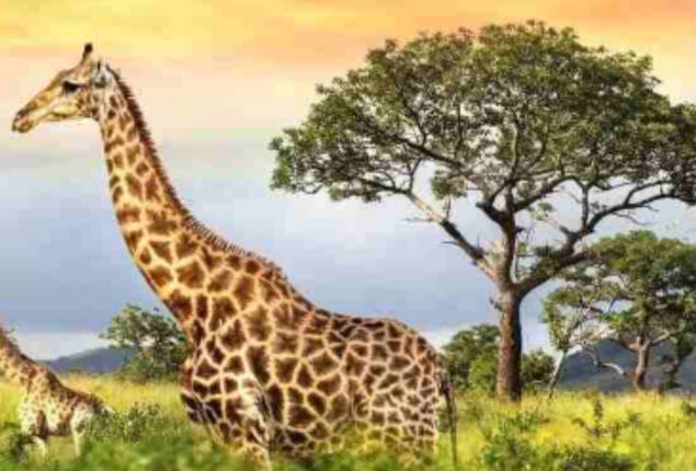Giraffes are adorable, but can you spot the hidden parrot?