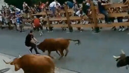 Man Avoids Injury Many Times in Bull Run, Internet says Lucky Day