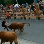 Man Avoids Injury Many Times in Bull Run, Internet says Lucky Day