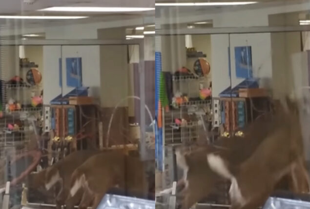 Viral Video Shows Deer Breaking into New York Nursing Home