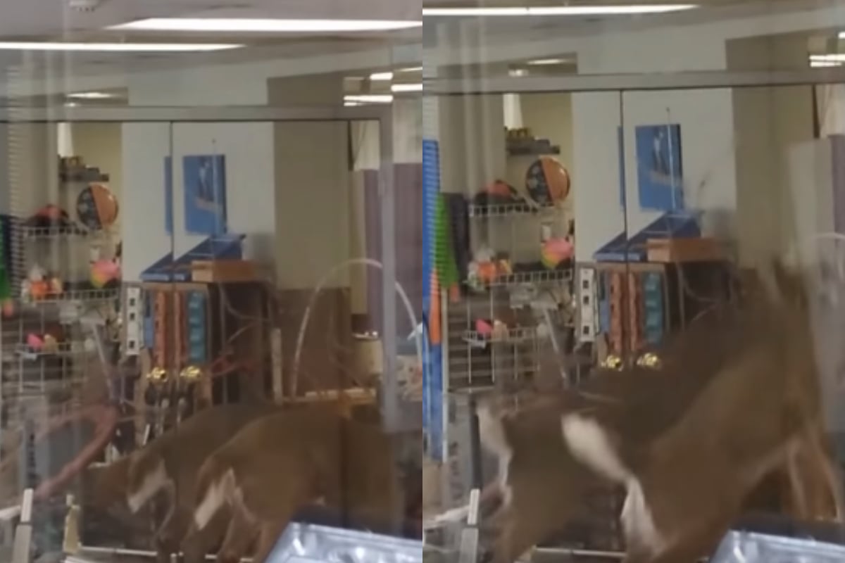 Deer