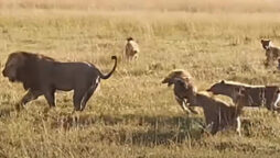 Watch: Internet is shocked when a lion fights off 20 hyenas at once