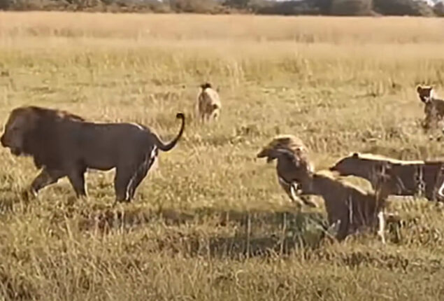 Watch: Internet is shocked when a lion fights off 20 hyenas at once