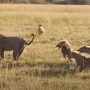 Watch: Internet is shocked when a lion fights off 20 hyenas at once