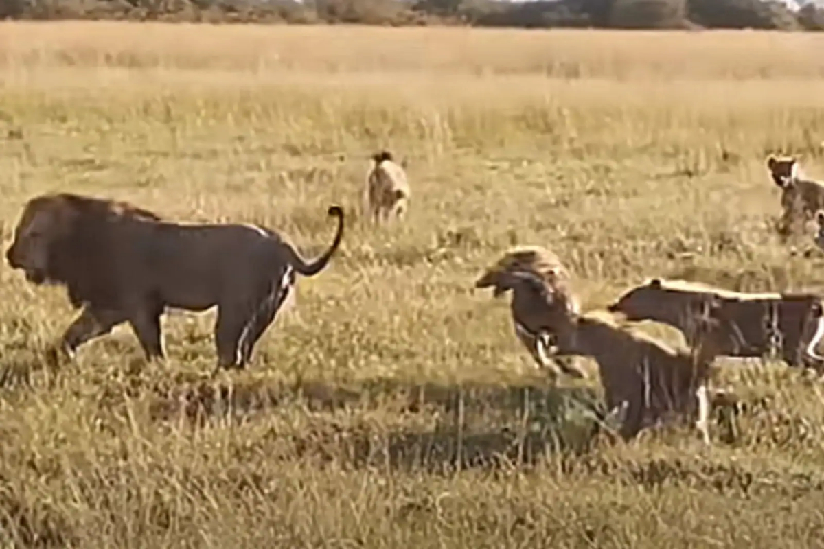 lion fights