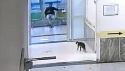 Stray cat with broken paw visits hospital in Turkey: Watch