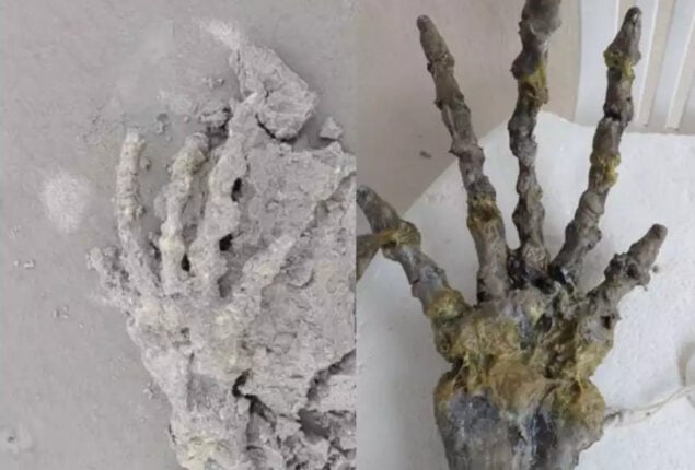 Scientist believes hand found in Brazil is not of human