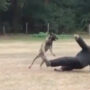 Security dog strength and speed steal hearts on internet: Video