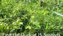 Can you find the hidden duck within fifteen seconds?