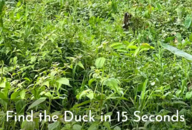 Can you find the hidden duck within fifteen seconds?