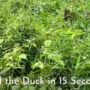 Can you find the hidden duck within fifteen seconds?