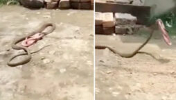 Fast And Furious: Snake escapes with slipper in viral video