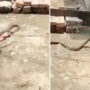 Fast And Furious: Snake escapes with slipper in viral video