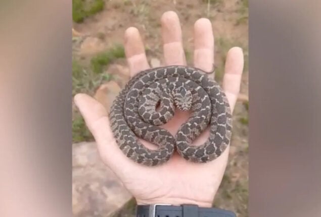 Snake’s defence will fascinate and terrify you