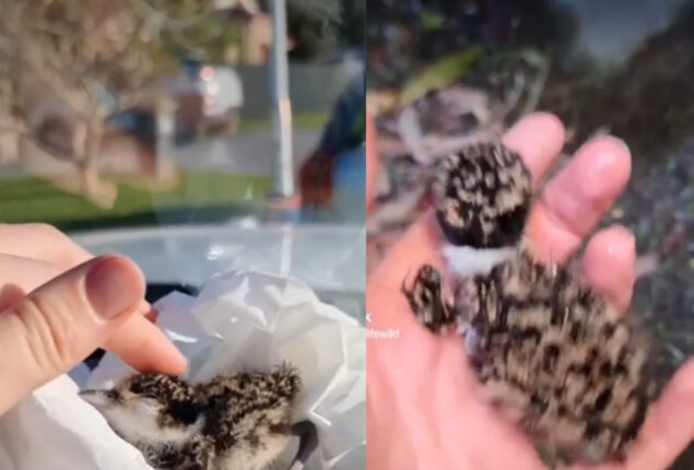 Woman finds chick in drain after following agitated bird. Watch her reconnect them