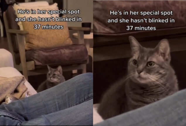 Cat’s reaction to human sitting in its spot reminds us of Big Bang Theory Sheldon