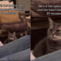 Cat’s reaction to human sitting in its spot reminds us of Big Bang Theory Sheldon