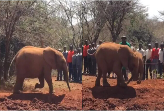 Watch: Baby elephant steps on its own trunk when it runs around