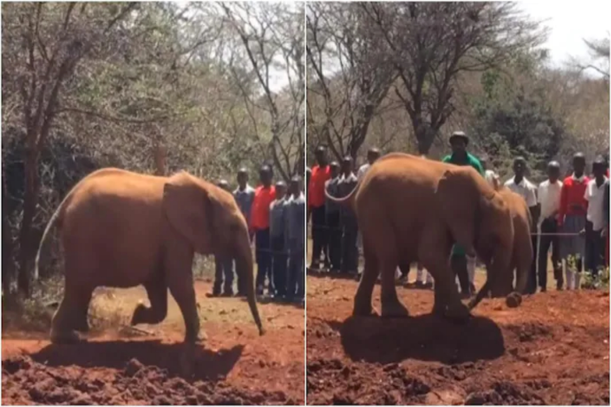Baby elephant