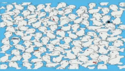 Optical Illusion: Can you spot the marshmallow among the seals?