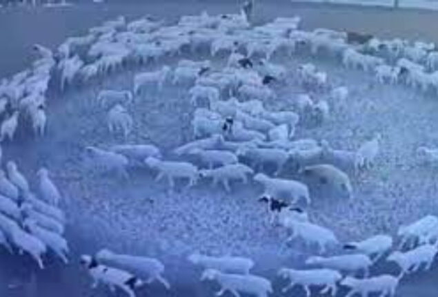 possessed sheep