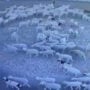 Hundreds of possessed sheep walk in circle for days