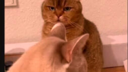 Watch viral: Cat meeting another cat is “hate at first sight.”