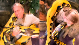 Watch viral video of Reptile Zoo Python Squeezes Its Handler
