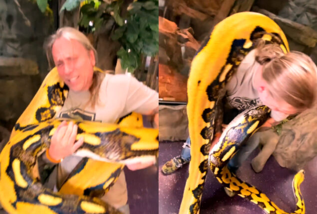 Reptile Zoo Python