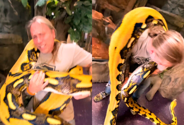 Watch viral video of Reptile Zoo Python Squeezes Its Handler
