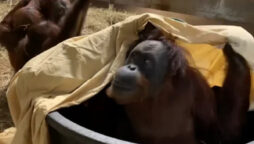 Zoo shares film of 45-year-old orangutan aunt who like being silly