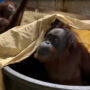 Zoo shares film of 45-year-old orangutan aunt who like being silly