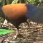 Scientists Find Lost Black-Naped Pheasant Pigeon: Viral Video