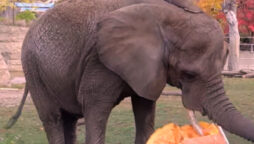 Watch viral: US Zoo Elephants Smash Pumpkins for Halloween