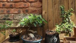 Optical illusion: Find the lizard in 15 seconds with your eagle eyes