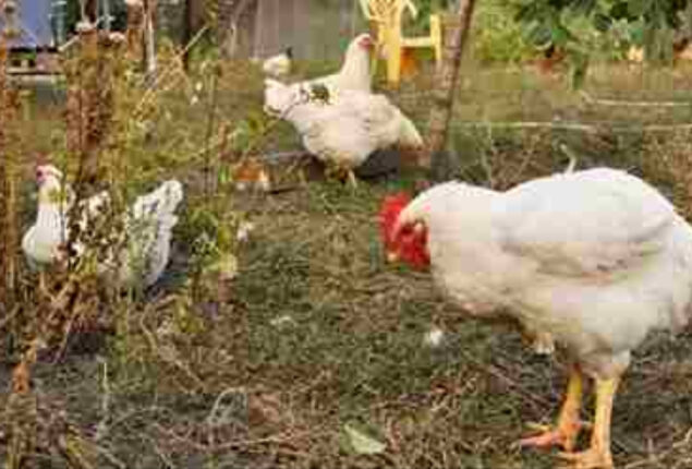 Optical Illusion! There’s a fox hiding among the hens